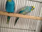 1 pair budgerigar pakhi sell hobe.