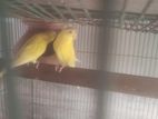 1 pair budgeriger bikri hobe ( female lutino red eye )