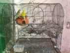 1 pair budgie bird adult couple with cage