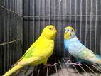 1 pair budgie sell hobe