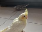 1 pair cockatiel