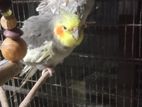 1 Pair Cockatiel