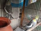 1 pair forn cockatiel