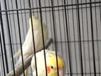1 Pair Full Adult Lutino Cockatiel