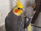 1 pair grey cockatiel , full adult for sell with bedding box and Cage