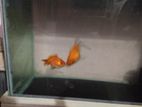 1 pair lichu gold fish breeding