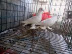 1 Pair Lotton Pigeon