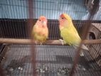 1 pair love bird