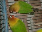 1 pair lovebird