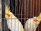 1 pair of cockatiel