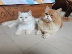 1 Pair Of Persian Cat Adult ( Male-female)