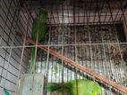 1 pair parrot