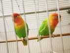 1 PAIR -রজি গ্রিন অপালাইন LOVE BIRD