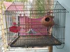 Budgerigar Bird with Cage