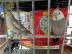 1 Pair Running Cockatiel Bird