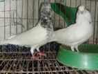 1 Pair Running Giribaj
