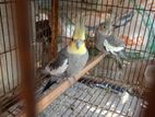 1 pair running grey cockatiel