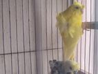 1 pair running japanese budgie
