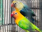 1 pair running love bird.
