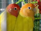 1 pair tame love bird