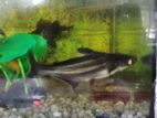 1 Pair Tiger Shark (5 & 4 inch) for sale