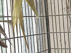 1 pc lutino cockatiel male with light pearl shade