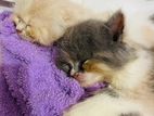 1 Pear Calico Persian cat Month