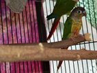 1 Piar Green Chek Cunur Sell Kora Hobe