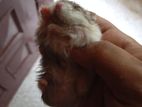 1 piece adult Hamster for sale