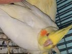 1 Piece Lutino Cockatiel Baby