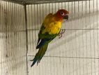 1 pis adult sun conure male DNA kora