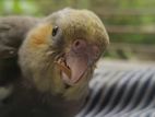 1 pis female cockatiel