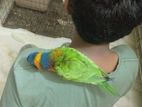 1 pis full Tame lorikeet bird for sell