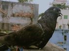 ১ পিস কালো চিলা গিরিবাজ, নর কবুতর