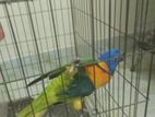 1 pis tame Rainbow lorikeet for sale