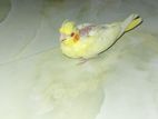 1 pis tame size Coca tail Bird Baby for sell