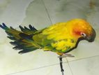 1 pis tame sun conure and rainbow lorikeet bird for sell