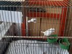 1 running bengali finch pair sell with bird cage