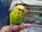 1 running pair budgie + cage.(male one is tamed)