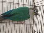 1 ta female blue sided conure .