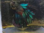 1 ti Betta male
