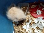 1 ti Syrian long hair male hamster sell kora hobe set up shoho