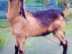 ১ টা খাশি ছাগল বিক্রি করা হবে