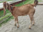 ১ টা খাসি ৫ মাস বয়োস