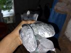 ১ টা মাদি কবুতর