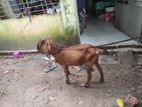 ১ টি ছাগল বিক্রি হবে সাভারে