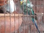 JP Budgerigar for sell