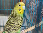 1 years old bazigar budgie Budgerigar