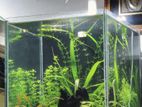 10 Cube Planted Aquarium