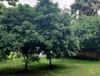 10 katha Land Sale in South Salna 19 No Ward